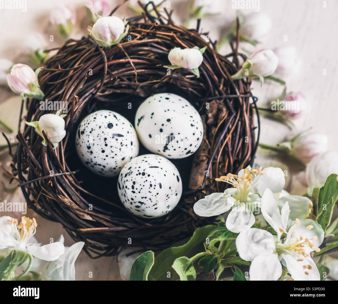 Piatto a tema primaverile adagiato con nido d’uccello con uova macchiate circondate da fiori di mela - Immagine stock catturata con smartphone
