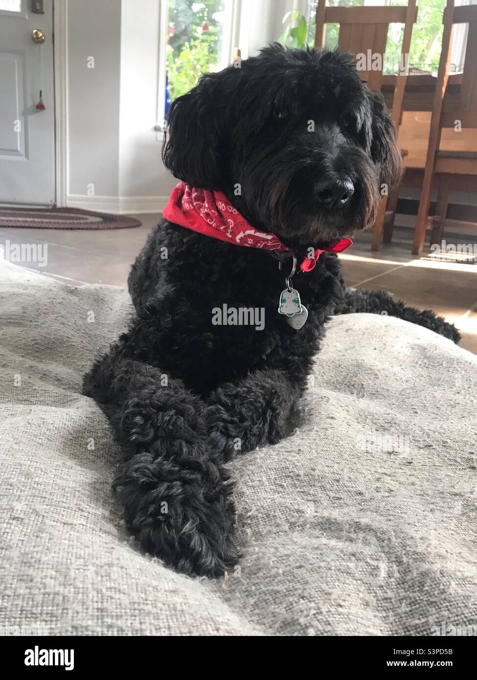 Il cane più meraviglioso mai. Ti amerò per sempre. Foto Stock