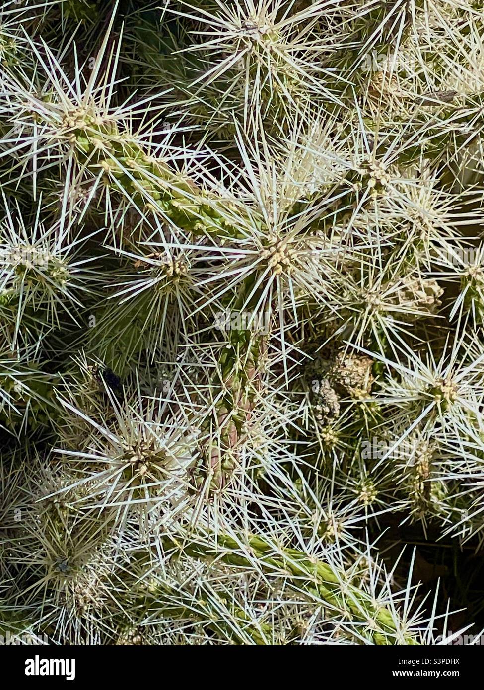 Una vista ravvicinata di un cactus, o succulento, in un letto di piantatrice in una casa nello Utah, Stati Uniti. Queste piante prosperano in un clima più secco come quello dello Utah e non richiedono annaffiature. Foto Stock