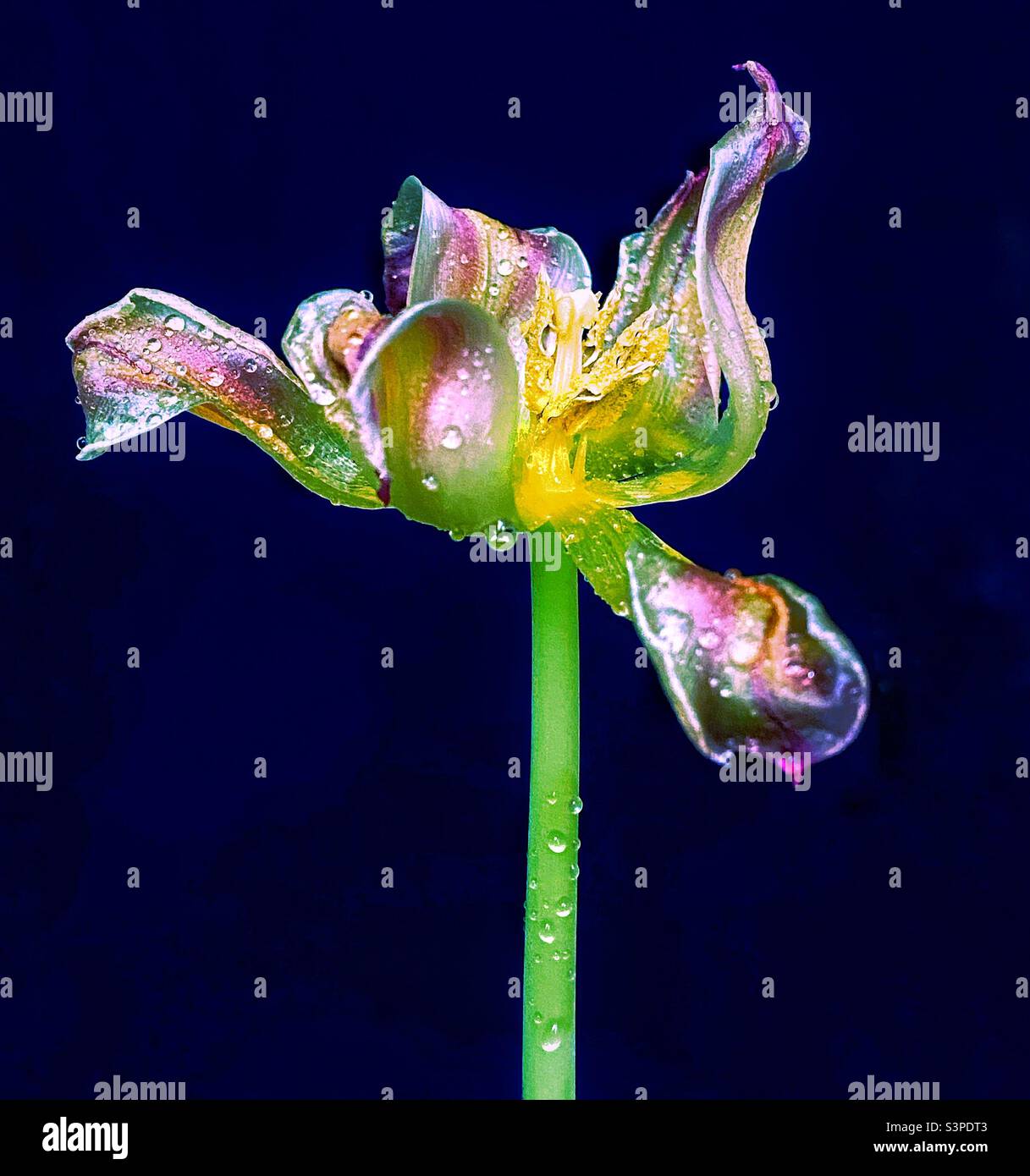 Tulipano sbiadito. - Immagine stock catturata con smartphone