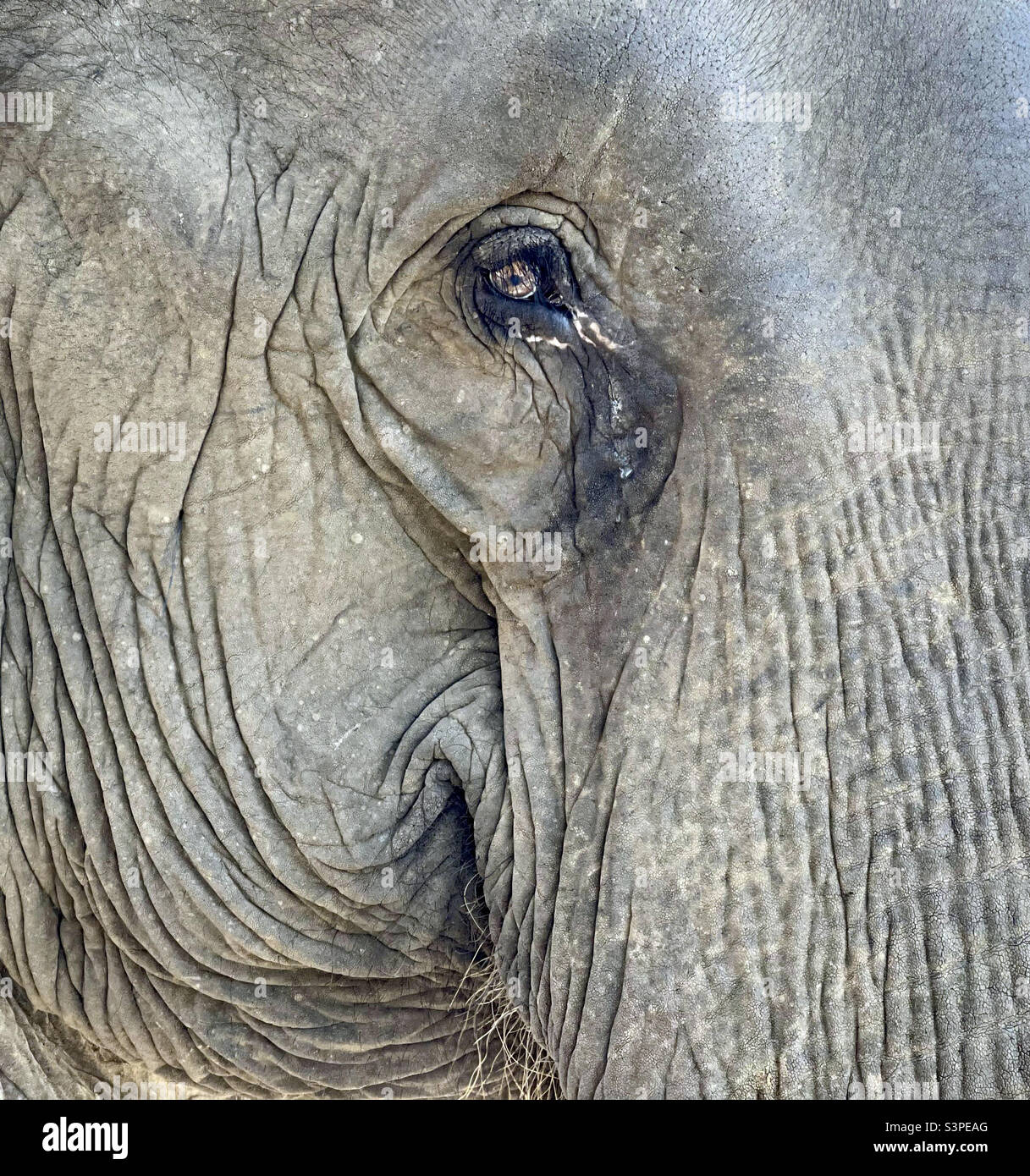 Occhi di elefante Foto Stock