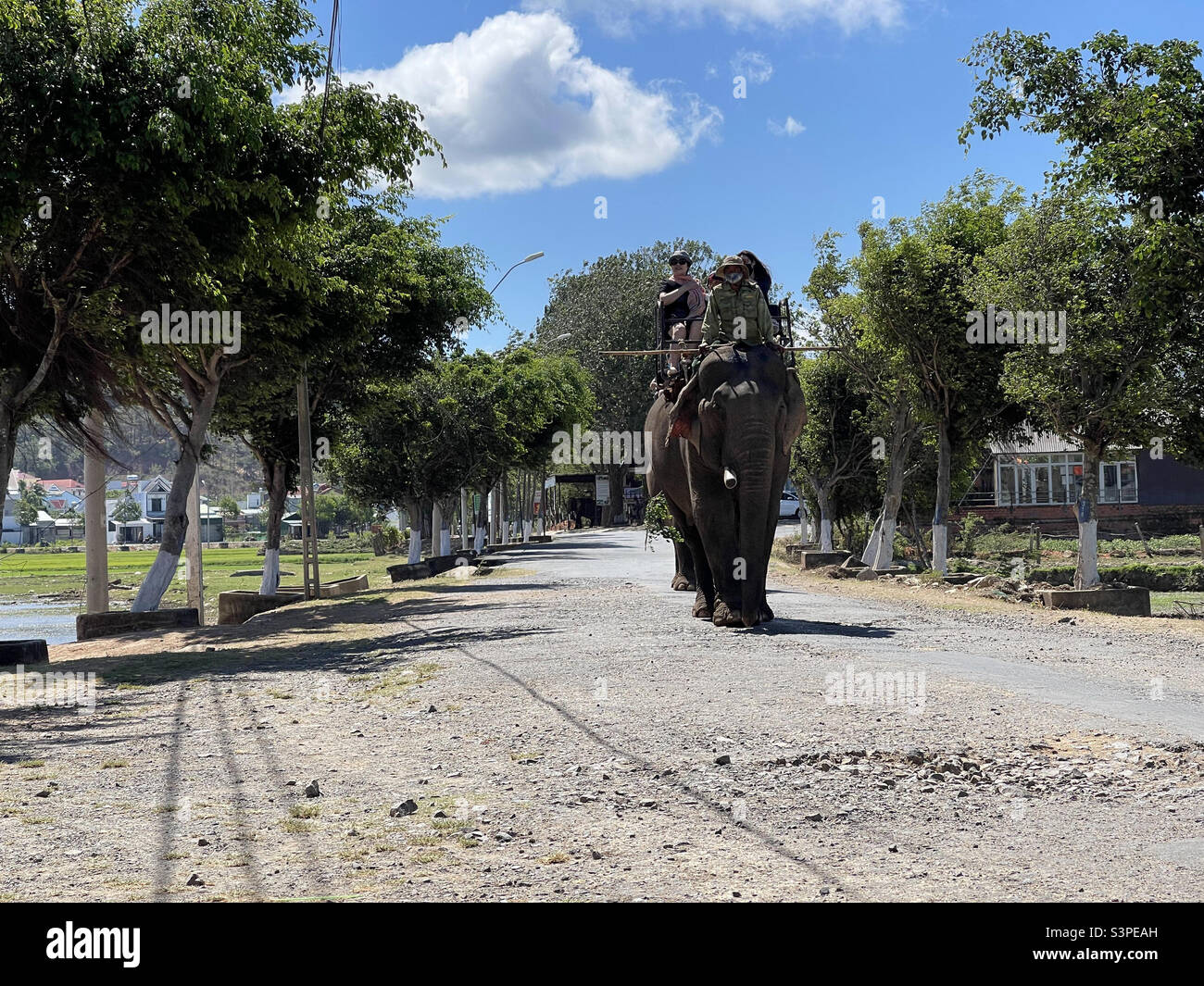 prendi l'elefante per fare il bagno - Immagine stock catturata con smartphone