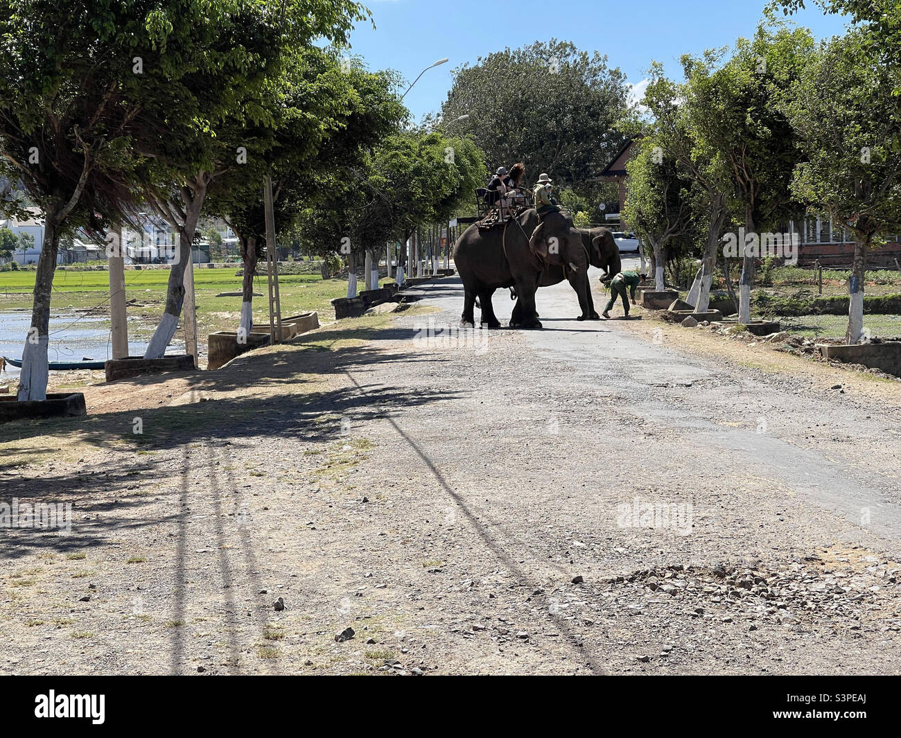 prendi l'elefante per fare il bagno - Immagine stock catturata con smartphone