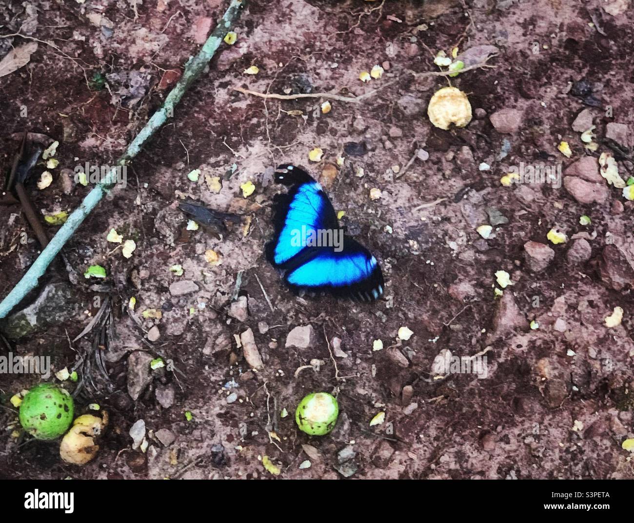 Farfalla gigante blu Morph con ali aperte Foto Stock