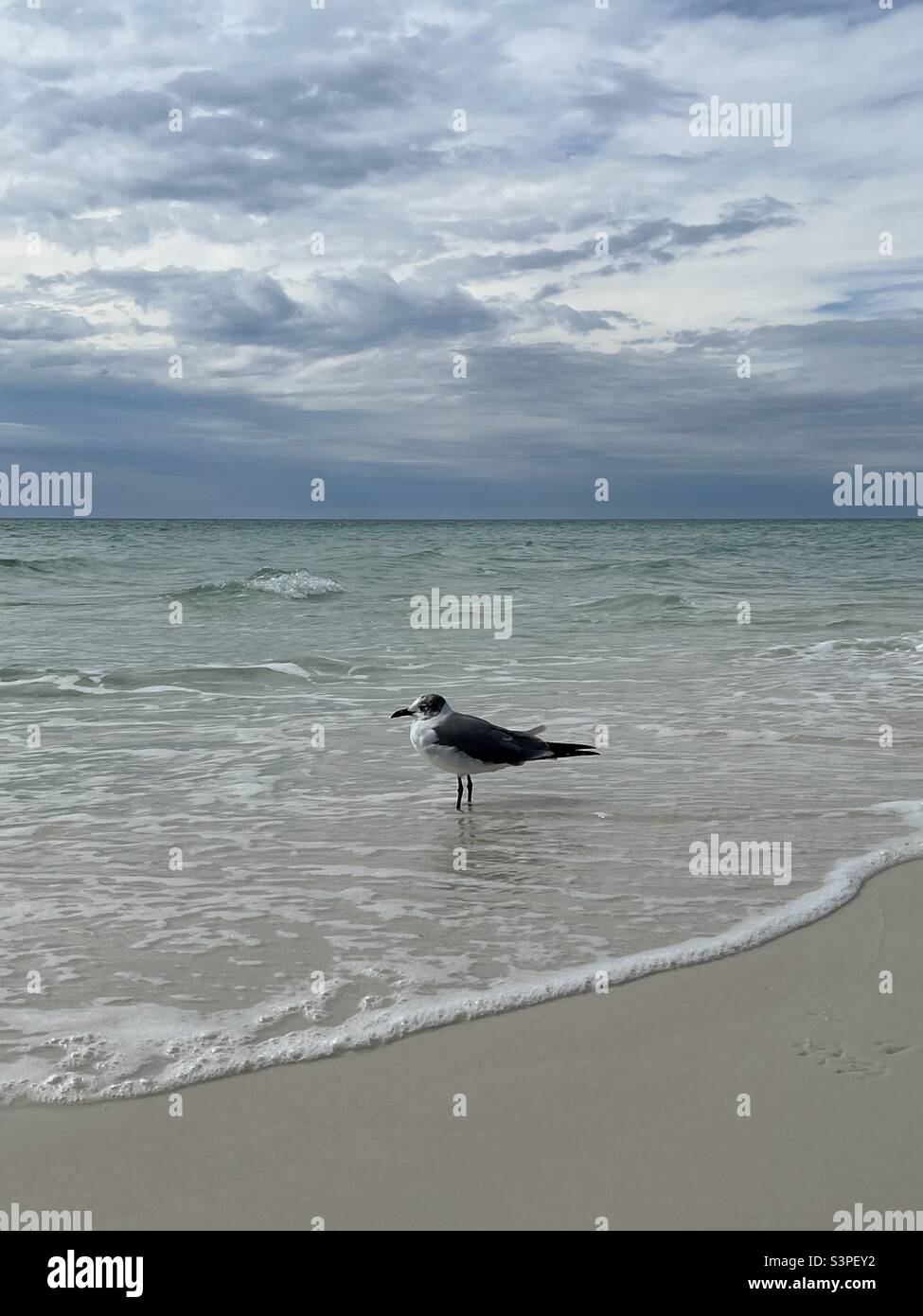 Gabbiano in piedi nell'acqua dell'oceano sulla spiaggia della Costa Smeralda della Florida Foto Stock