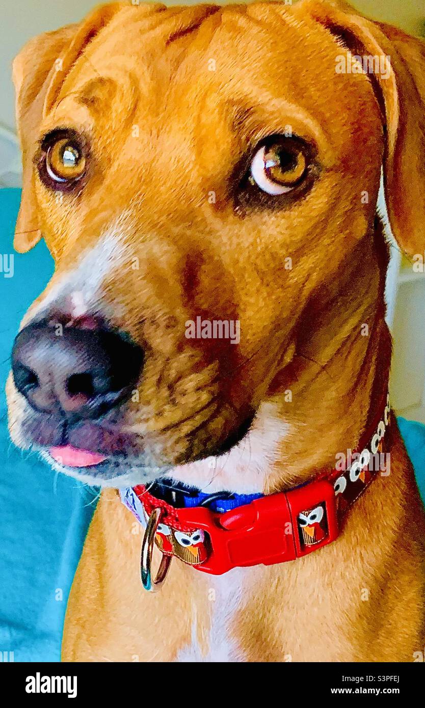 Carino, colorato, ritratto del cane Foto Stock