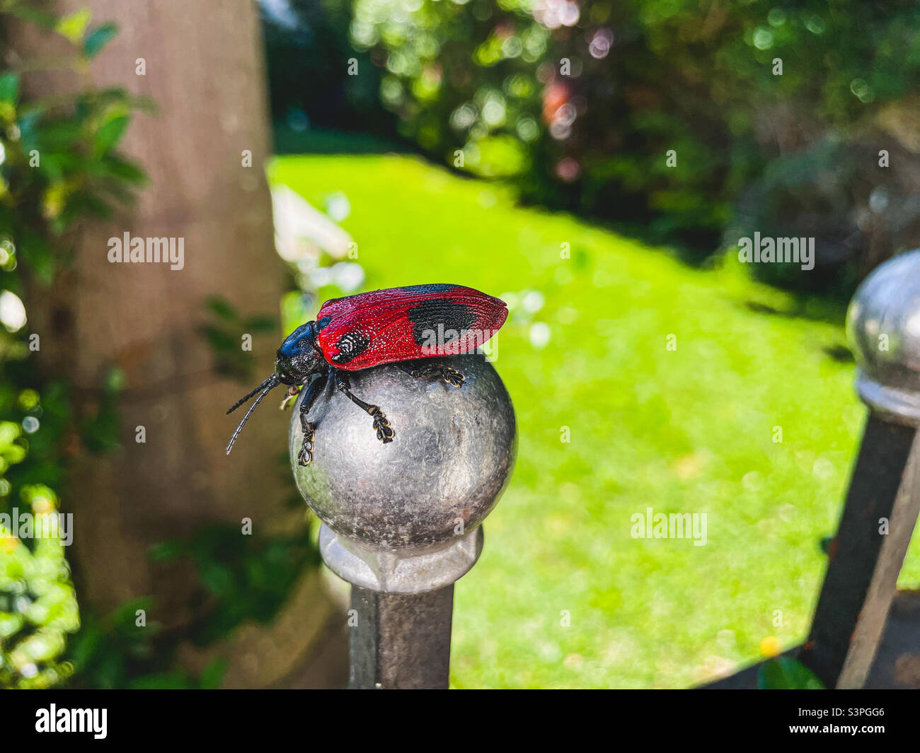Strano scarabeo insetto nel giardino di una casa - Immagine stock catturata con smartphone