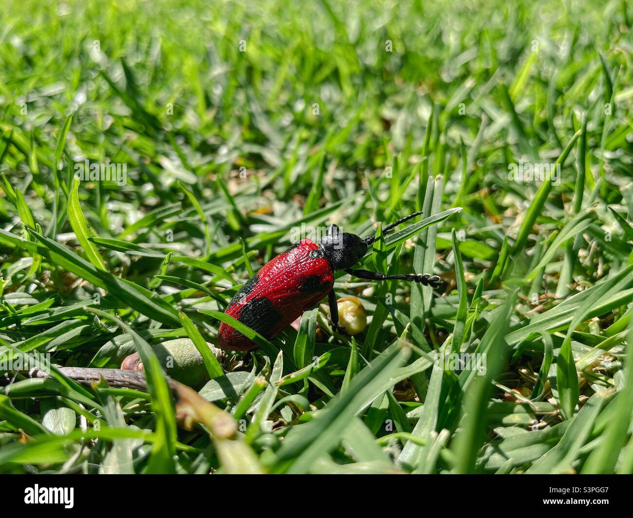 Strano scarabeo insetto nel giardino di una casa - Immagine stock catturata con smartphone