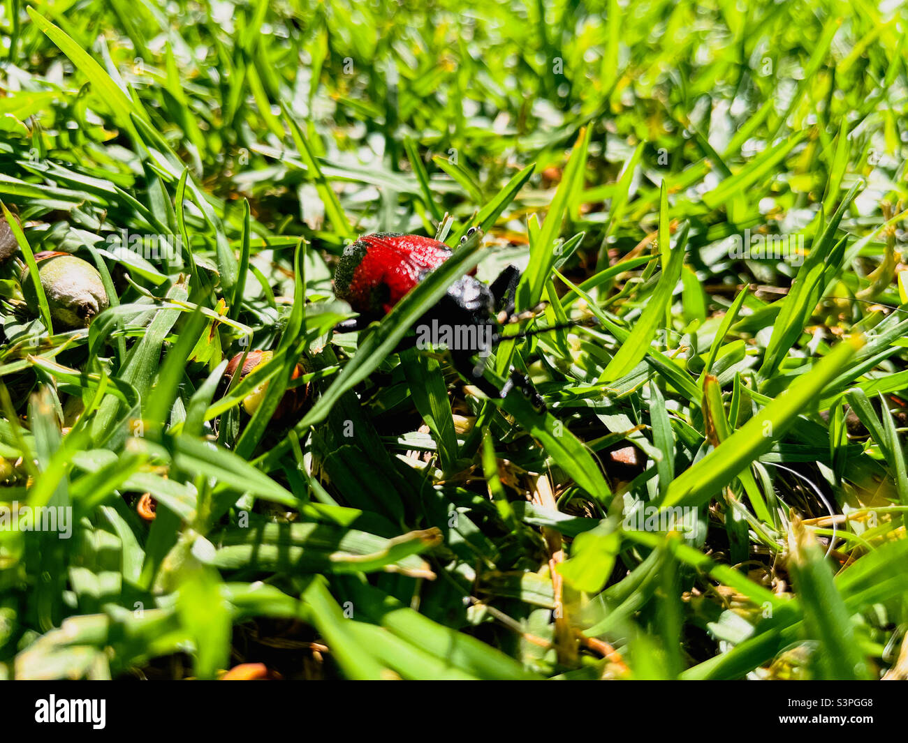 Strano scarabeo insetto nel giardino di una casa - Immagine stock catturata con smartphone