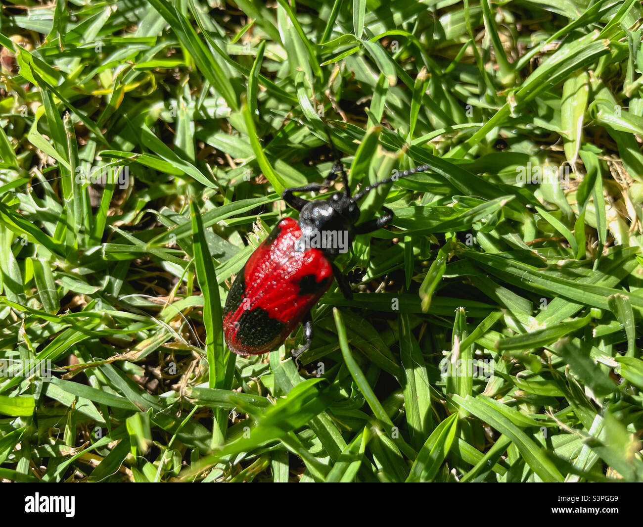 Strano scarabeo insetto nel giardino di una casa - Immagine stock catturata con smartphone