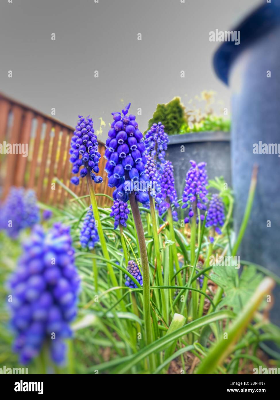 Fiori giganti in erba. Foto Stock