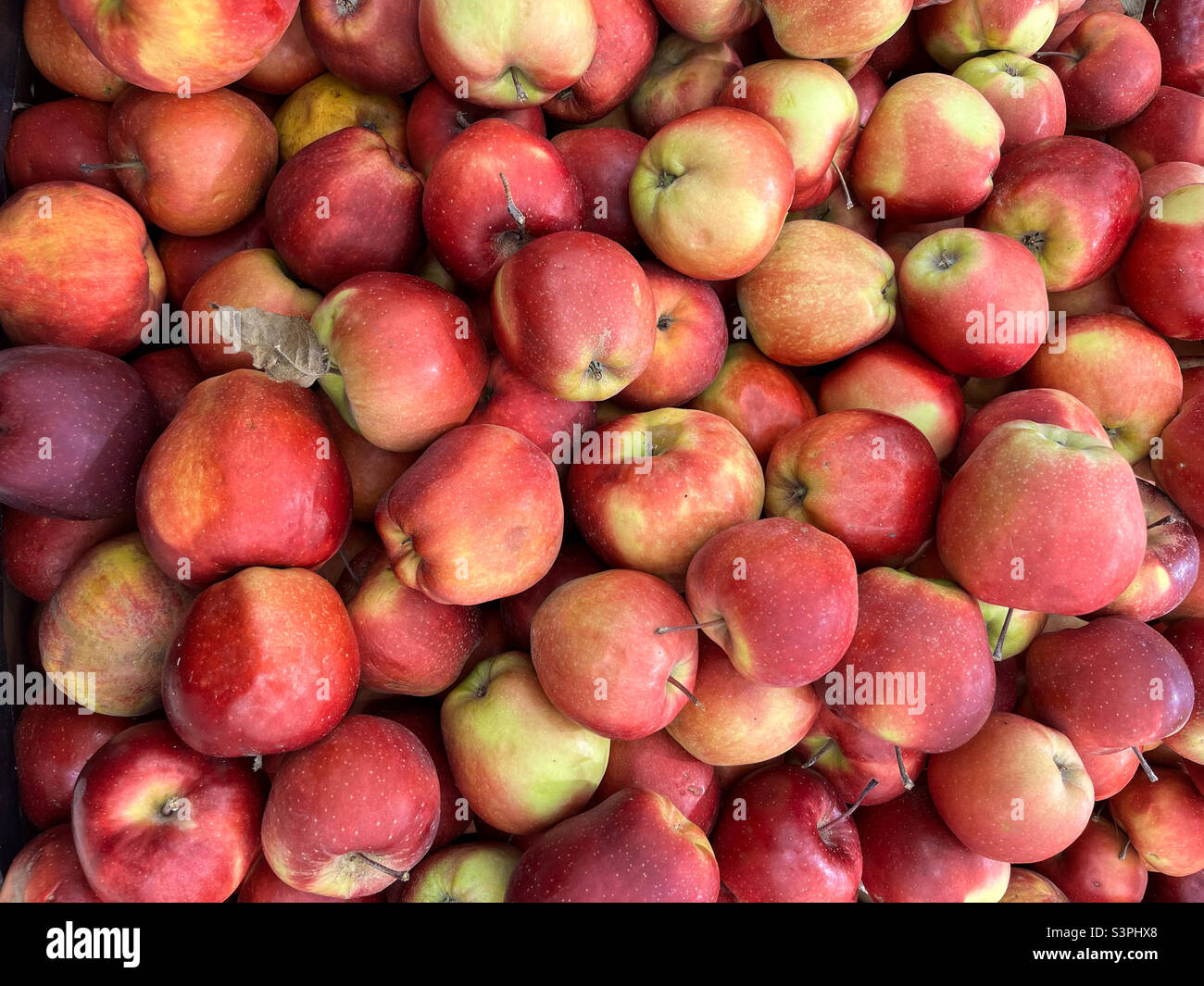 Sfondo di mele rosse mature. Consistenza delle mele. Primo piano mele rosse Foto Stock