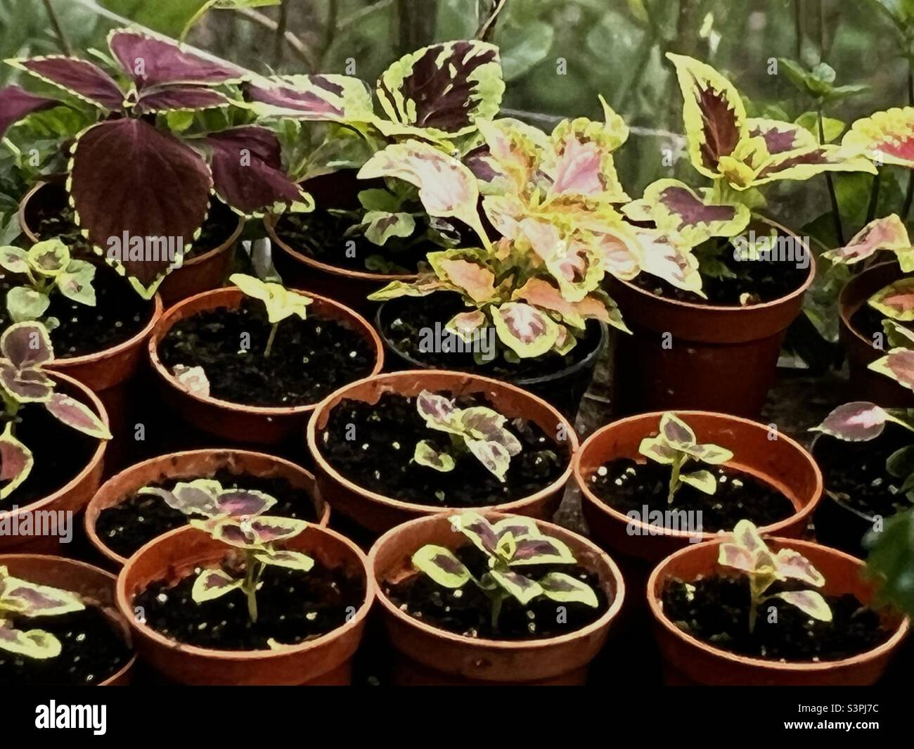 Coleus houseplants in giardino d'inverno Foto Stock