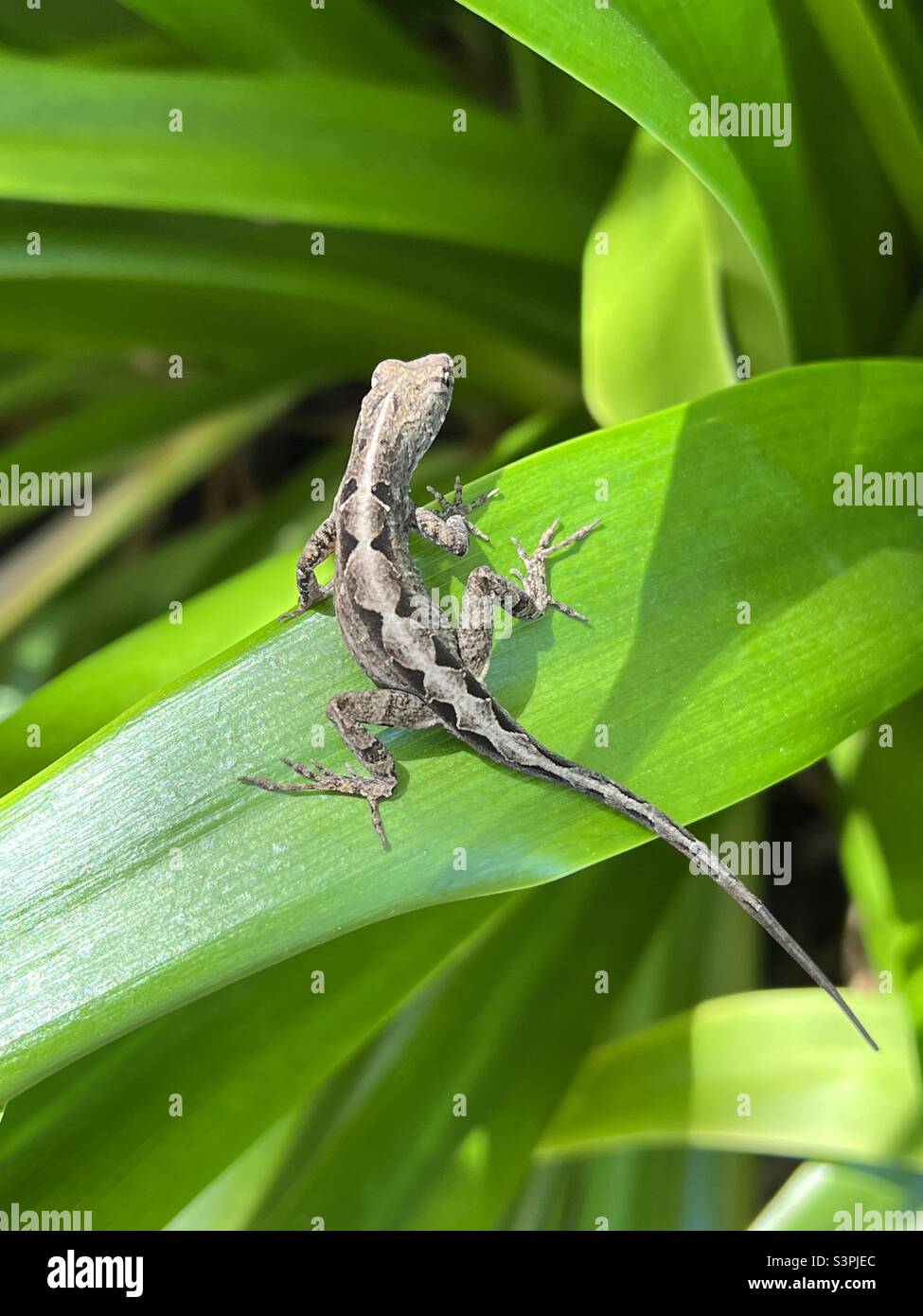 Lucertola di anole marrone Foto Stock