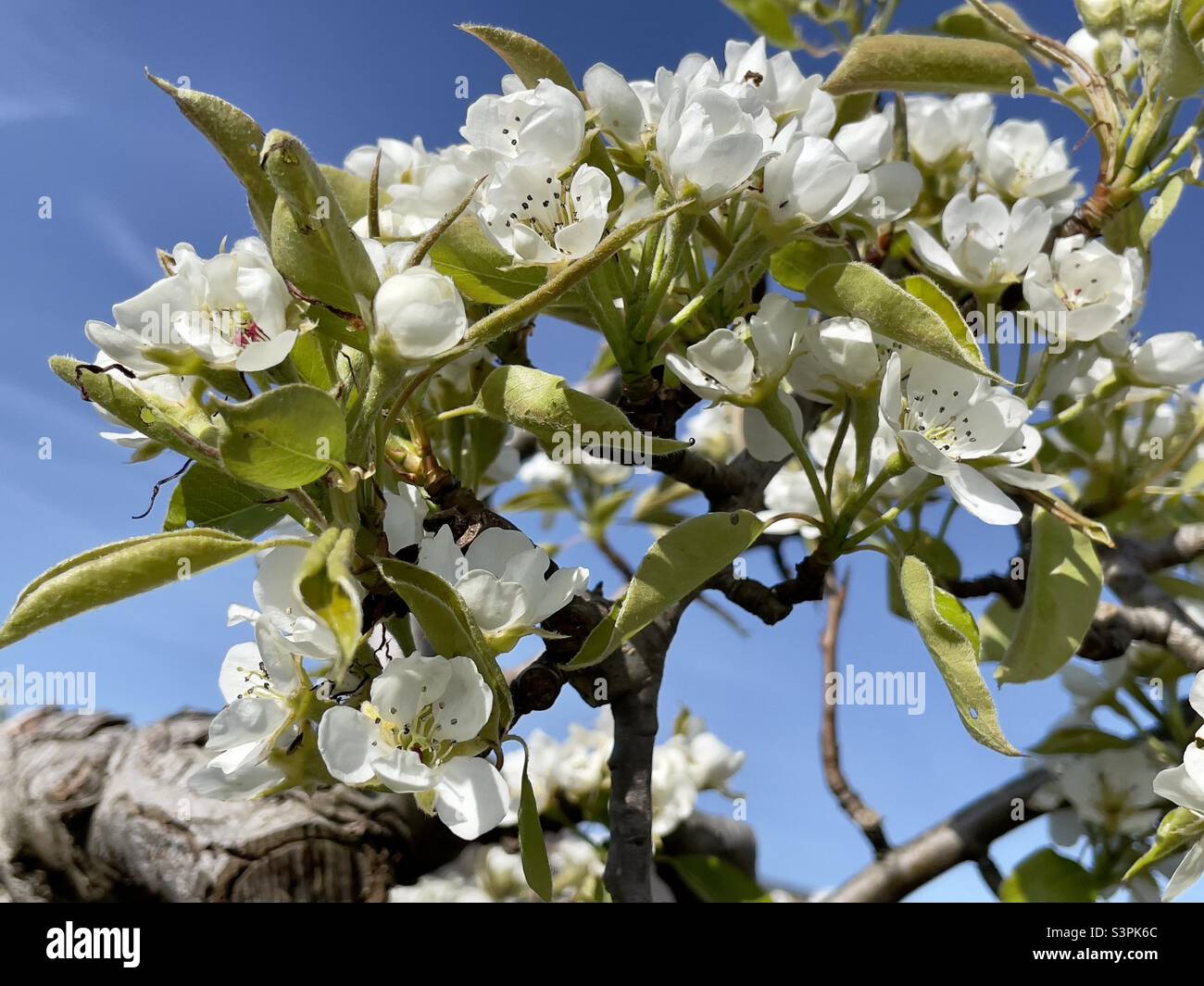 Fiore di pera in un frutteto Worcestershire Foto Stock