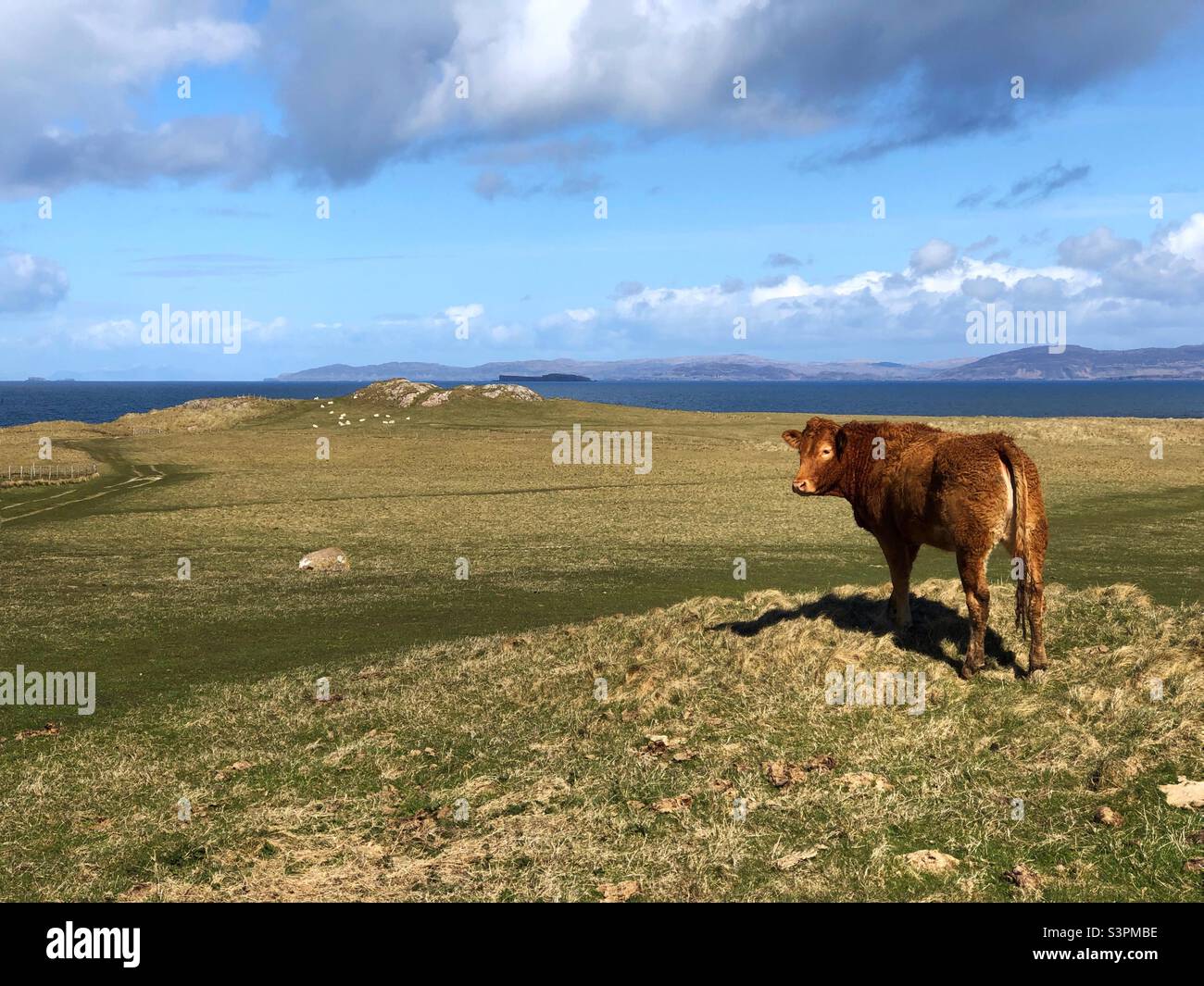 Bestiame Aberdeen Angus sull'isola di Iona con vista verso l'isola di Mull, Scozia Foto Stock