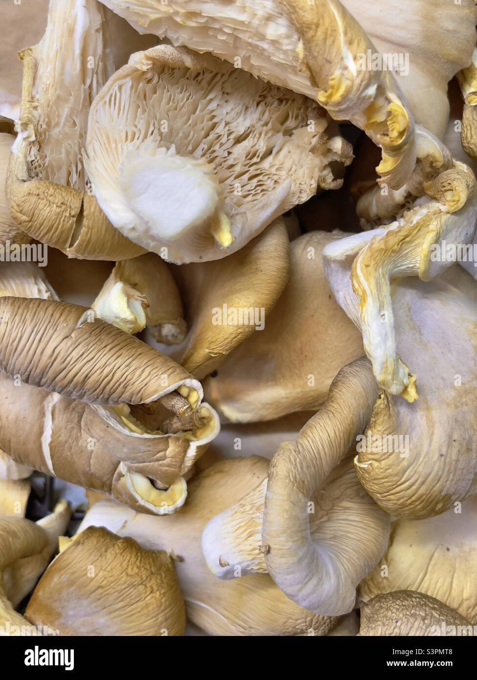 Funghi Oyster in vendita in un negozio di fattoria Worcestershire Foto Stock