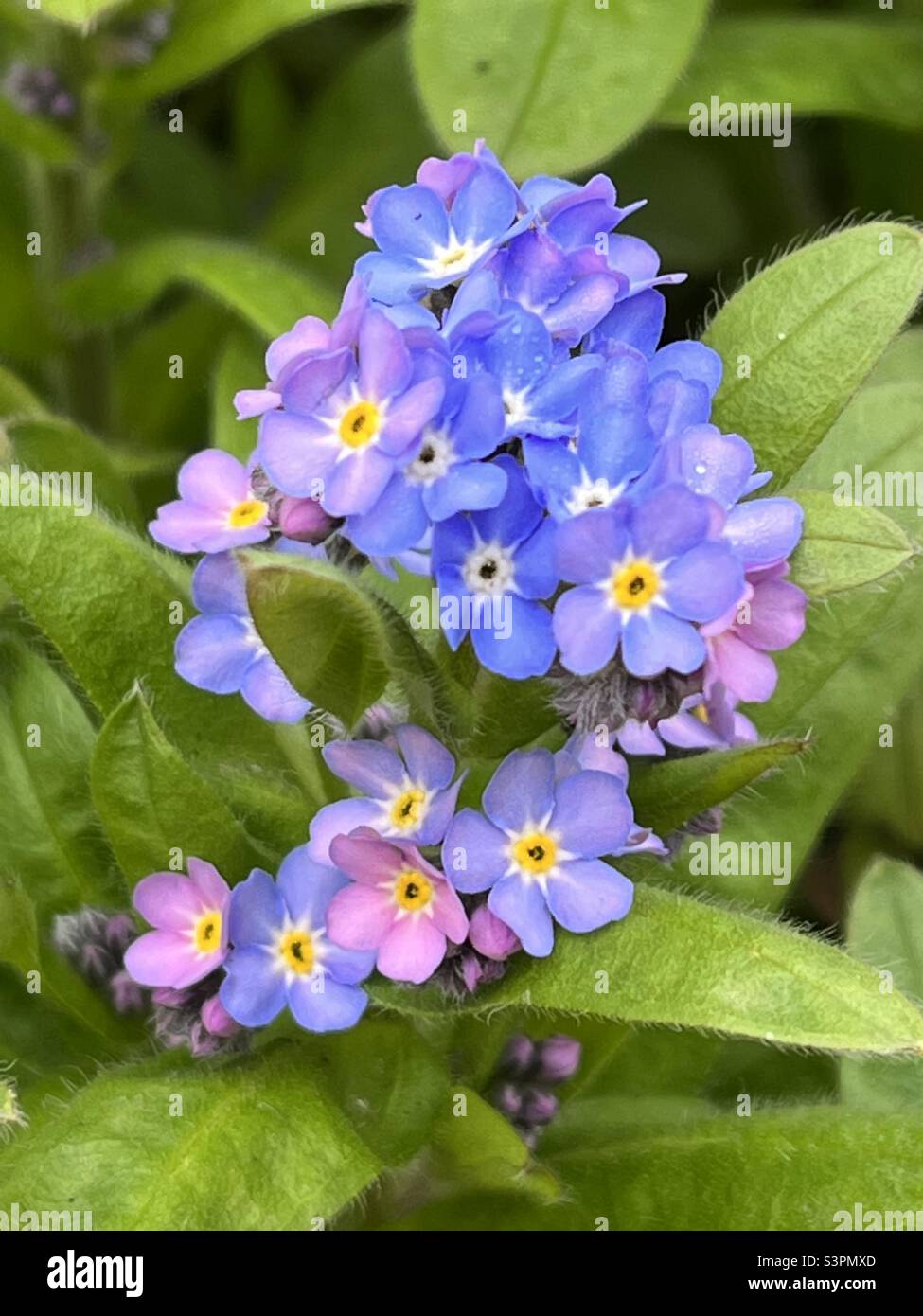 Primo piano di Forget-Me-Nots - Immagine stock catturata con smartphone