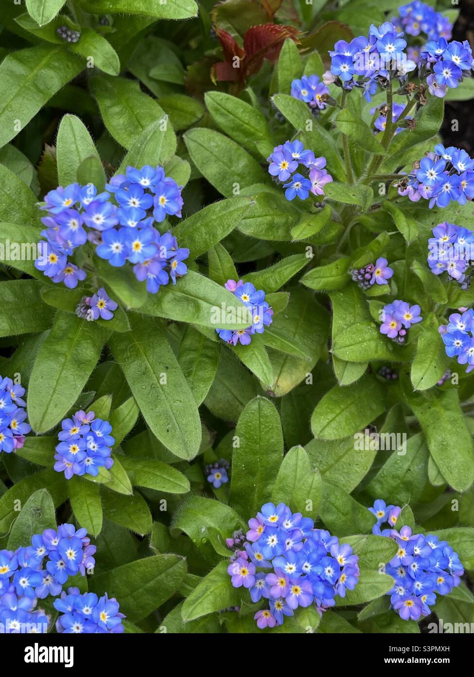 Forget-Me-Nots fioritura in giardino - Immagine stock catturata con smartphone
