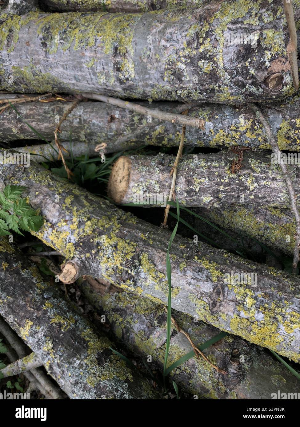 Immagine ravvicinata di ciocchi di legna - Immagine stock catturata con smartphone