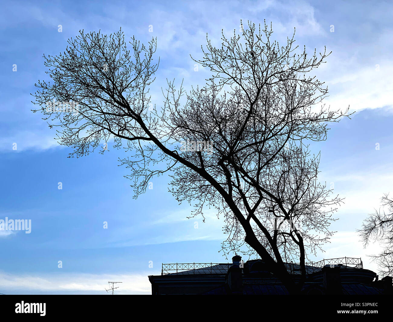 profilo dell'albero contro il cielo nuvoloso - Immagine stock catturata con smartphone