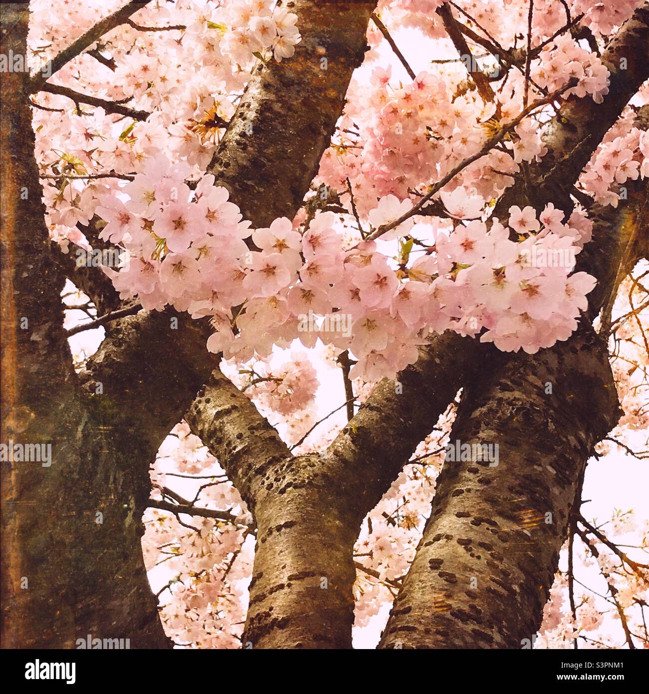 Fiori di ciliegio rosa su un albero ornamentale di ciliegio a Vancouver. Prunus x yedoensis Akebono. Foto Stock