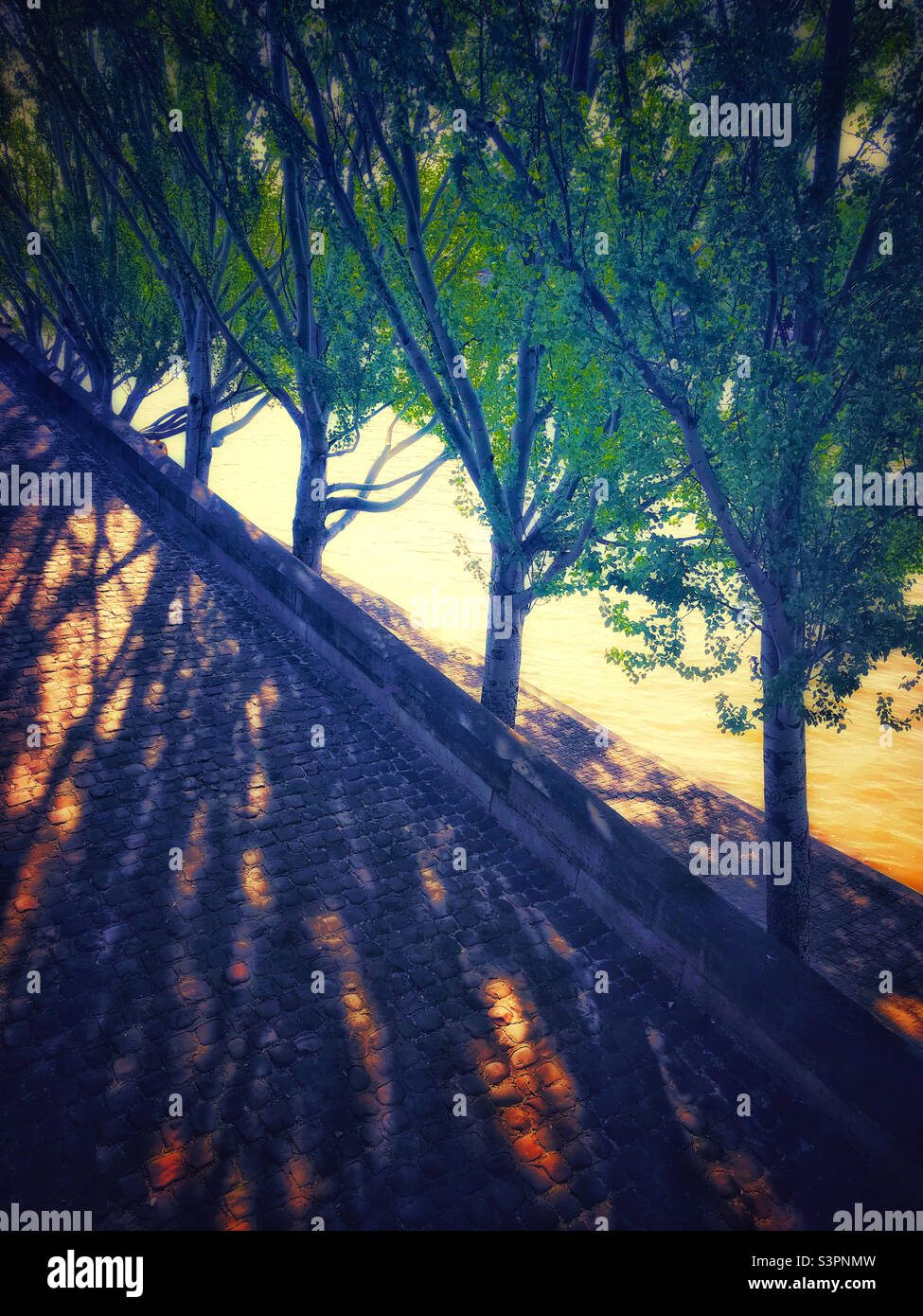 Alberi sulle rive della Senna, Parigi - Immagine stock catturata con smartphone