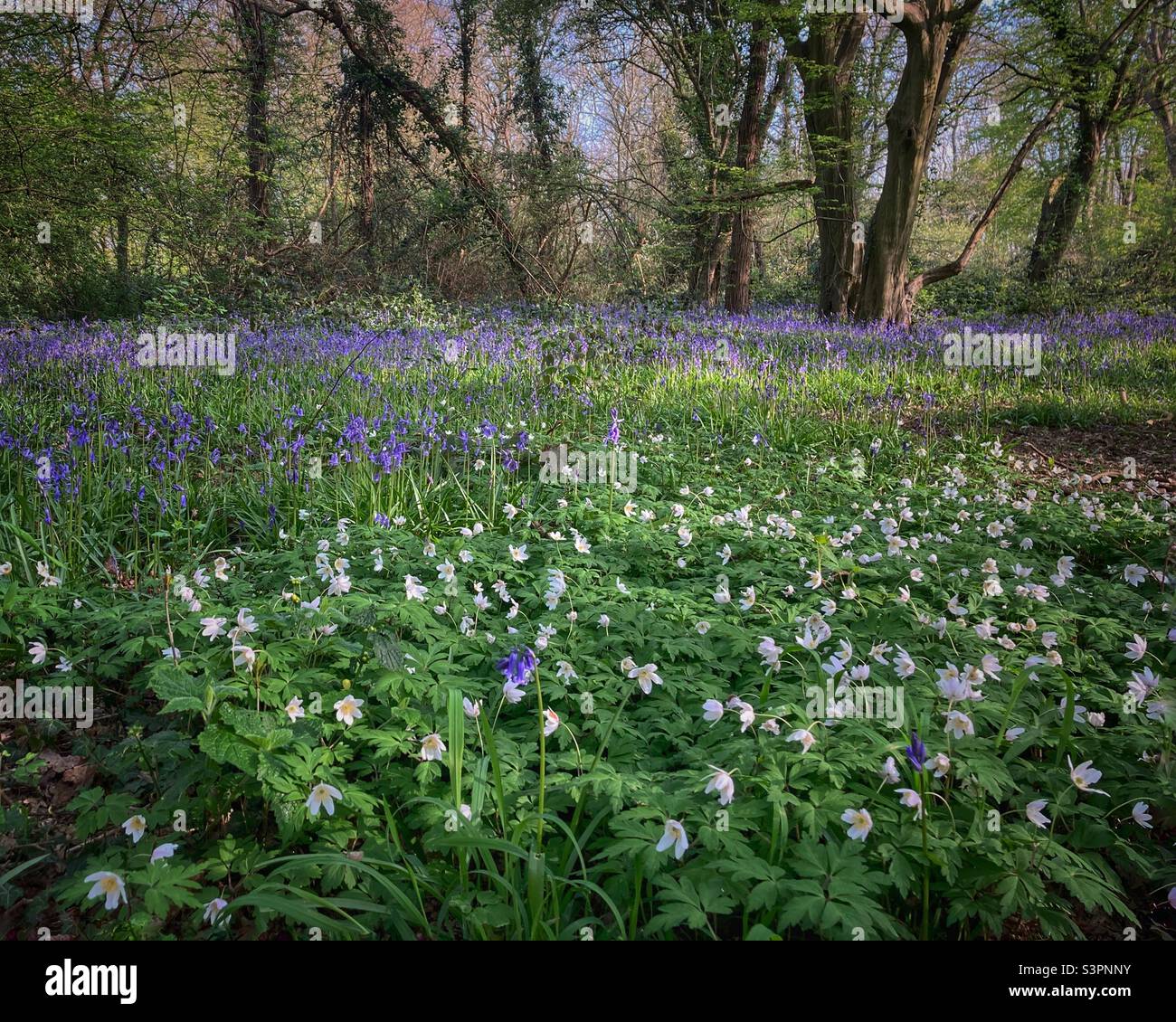Anemoni inglesi Bluebells e Wood in una glade boschiva - Immagine stock catturata con smartphone