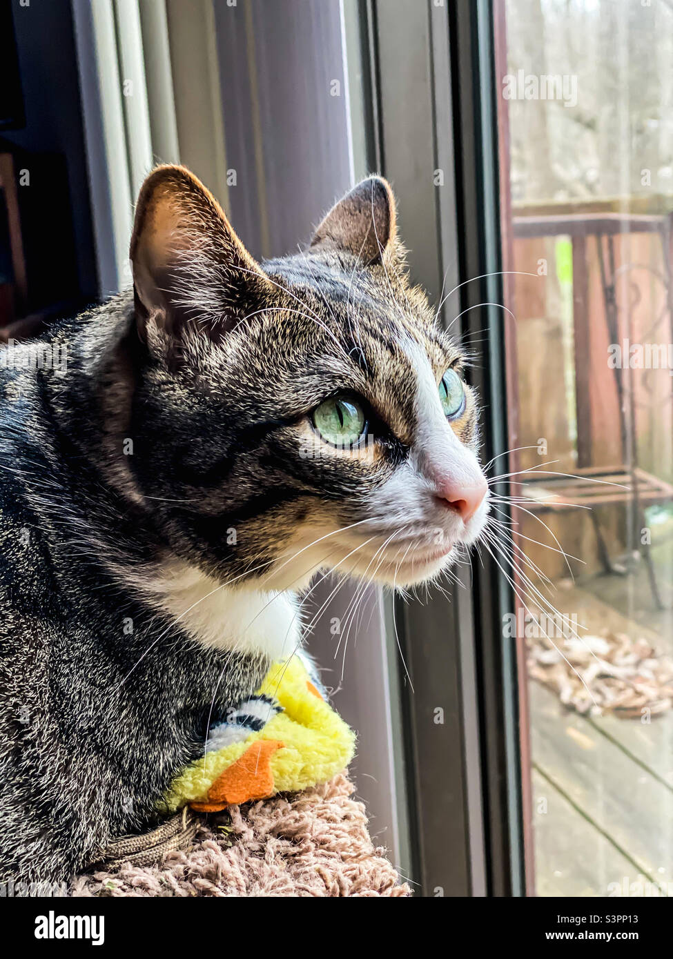 Famiglia gatto Simba guardare per gli uccelli in un primo pomeriggio di primavera - Immagine stock catturata con smartphone