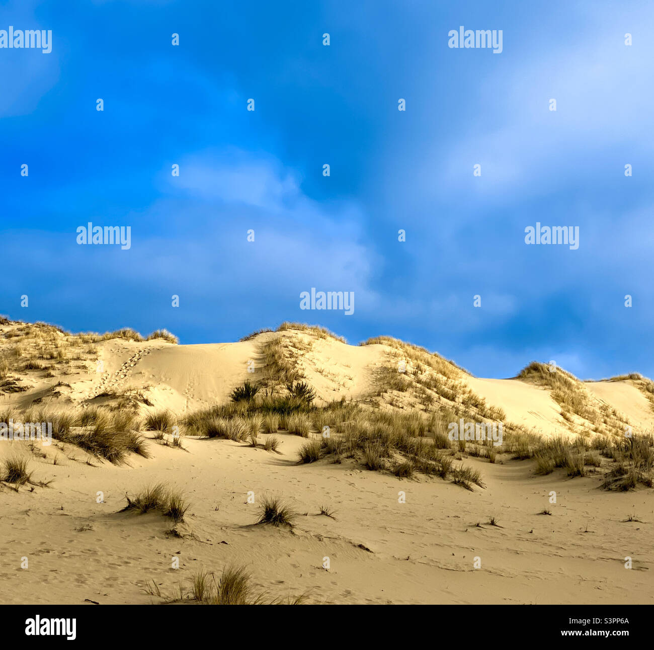 Dune di sabbia nell'area ricreativa nazionale di Oregon Dunes lungo la costa dell'Oregon, a nord di Coos Bay e Firenze. Oregon, Stati Uniti Foto Stock