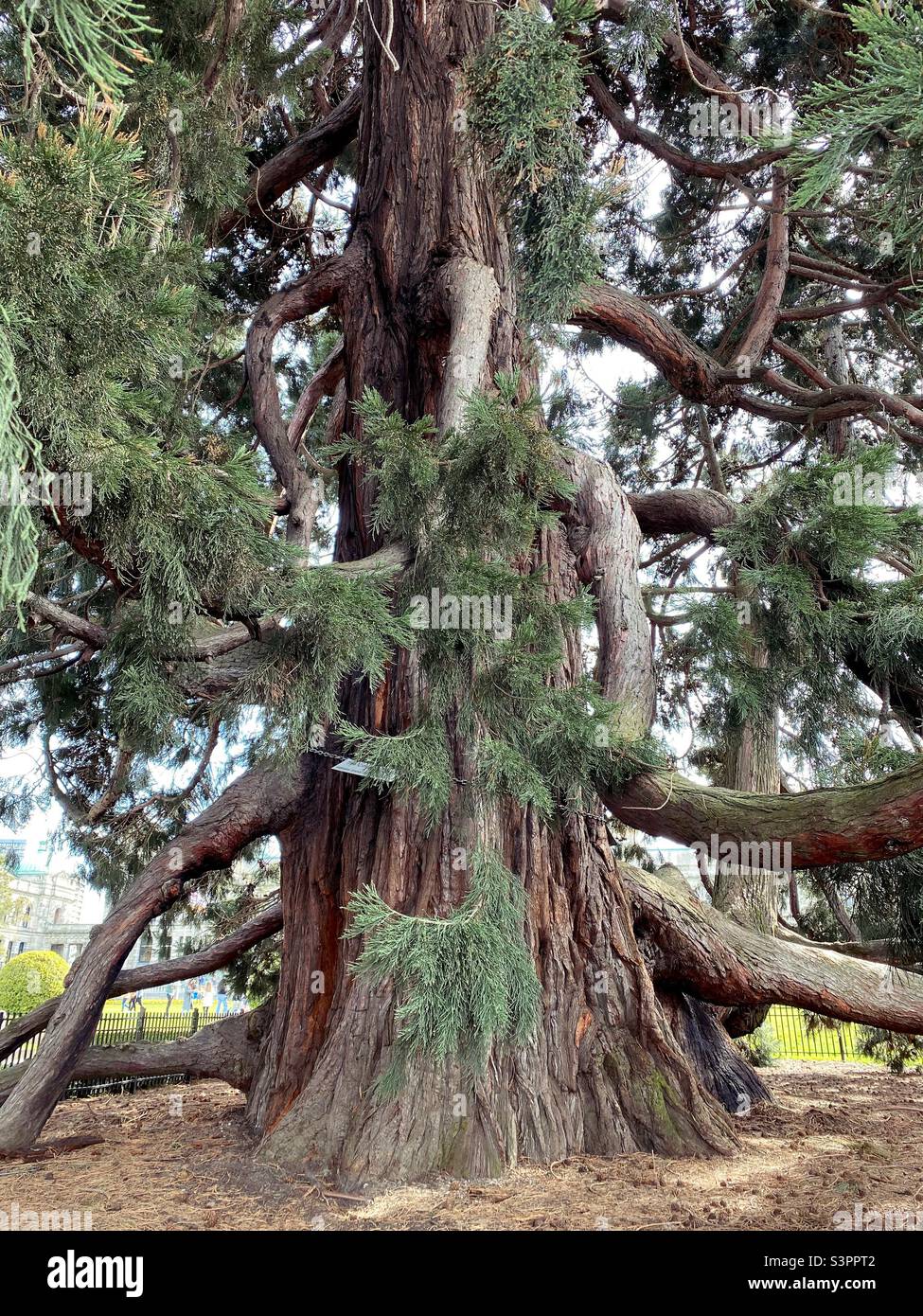 Un albero di sequoia che ha più di 100 anni, di fronte agli edifici del parlamento della Columbia Britannica a Victoria, BC. Foto Stock