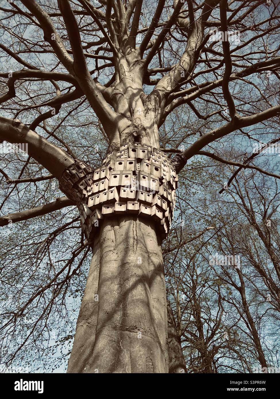 Filtro drammatico utilizzato per questo colpo di un grande albero che ospita varie forme e dimensioni di scatole di uccelli e case di insetti - Eaton Park, Norwich, Norfolk, East Anglia, UK Foto Stock