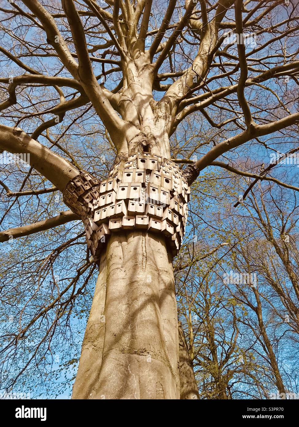 Scatole di legno per uccelli e case di insetti su un grande albero a Eaton Park a Norwich, Norfolk, East Anglia, Regno Unito Foto Stock