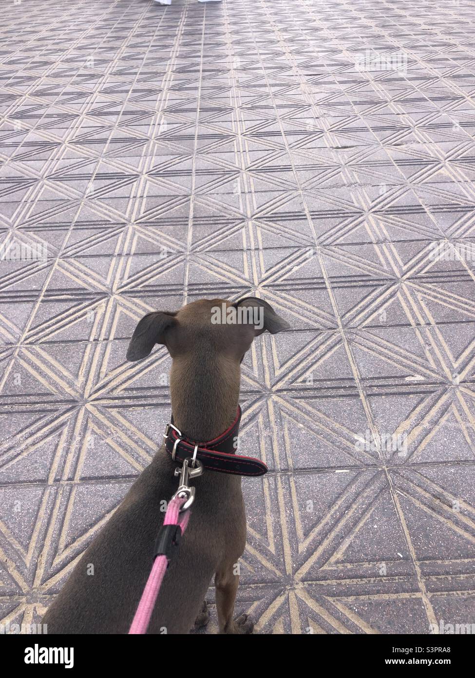 Il levriero italiano fotografato da dietro contro lastre modellate su strada - Immagine stock catturata con smartphone