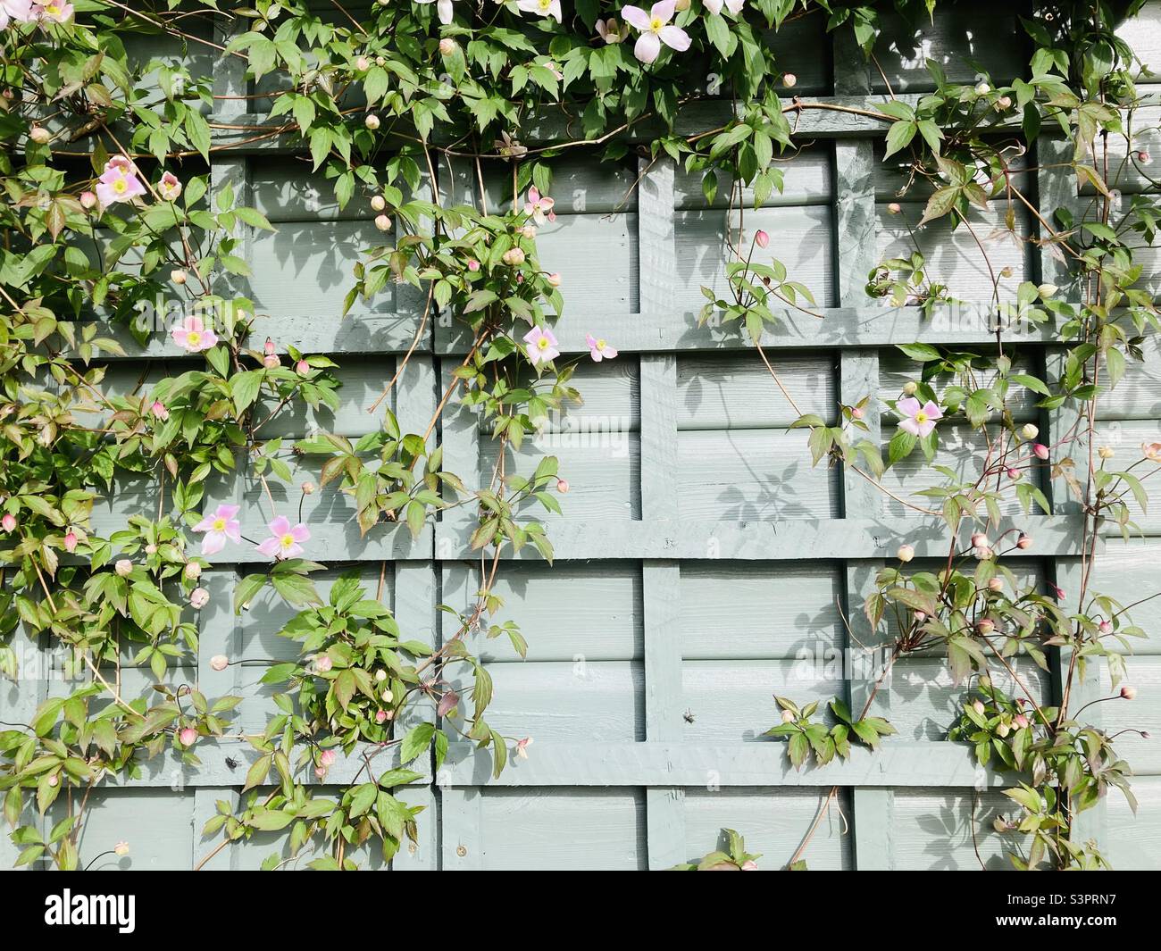 Clematis fiorisce un grellis di legno teale, con motivo quadrato, e spazio per la copia e il testo Foto Stock