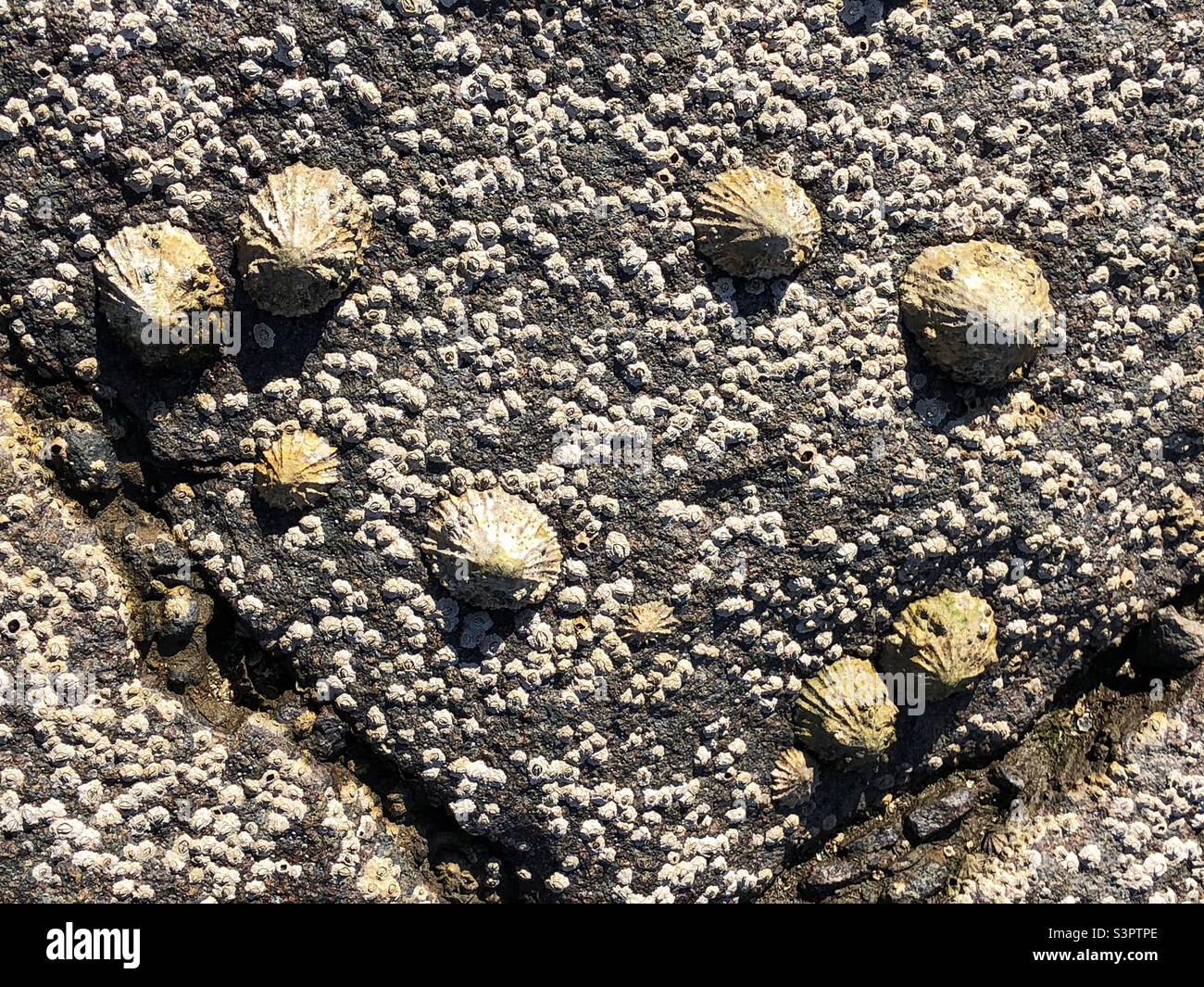 Conchiglie di Limpet visibili a bassa marea Foto Stock