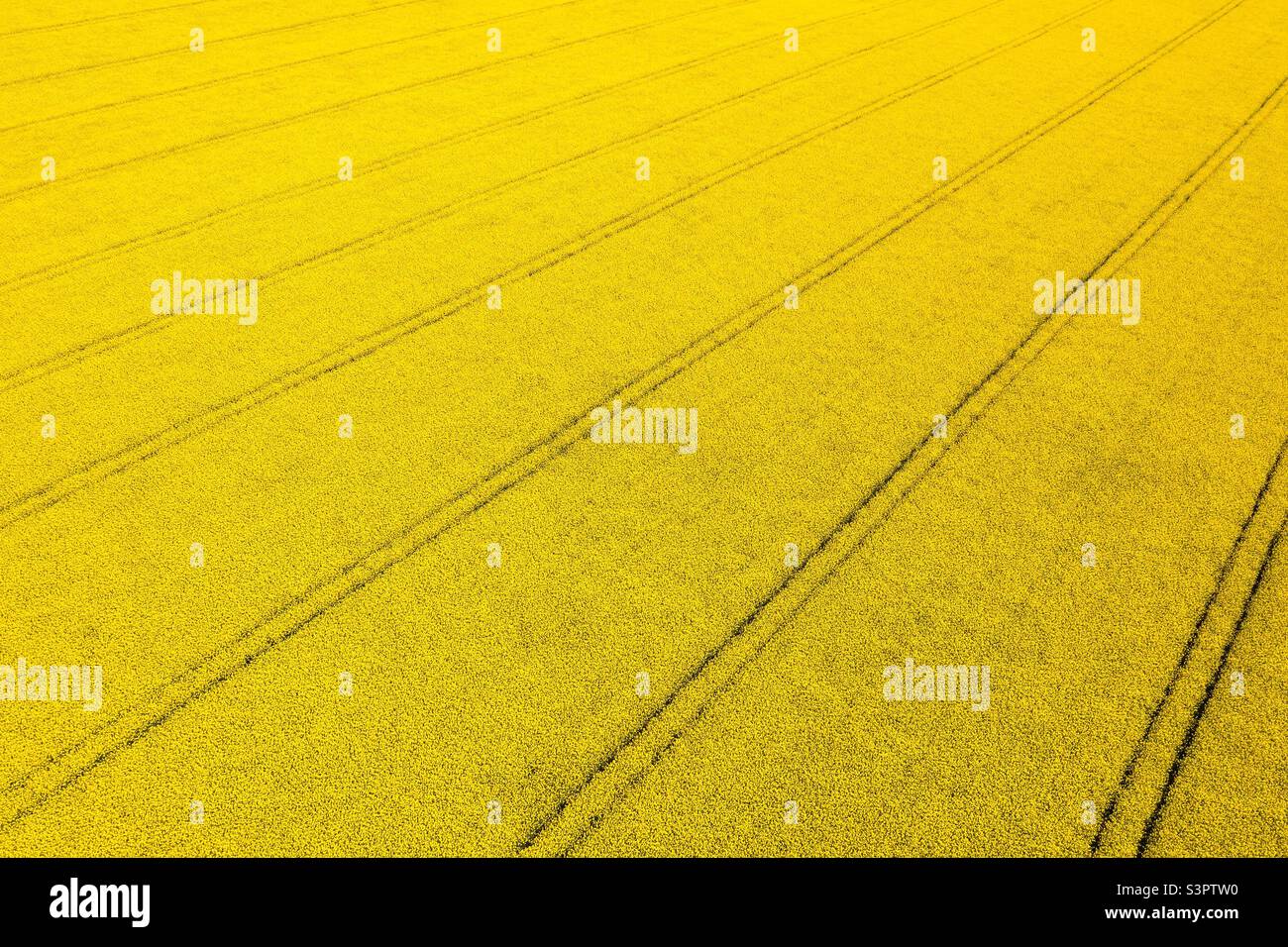 Linee parallele nel campo giallo Foto Stock