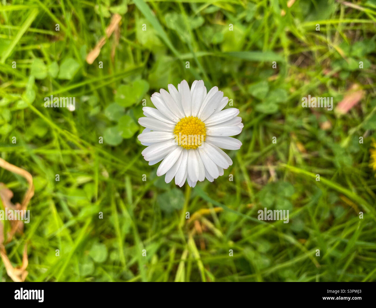 La patata è una specie di piante perenni fiorite della famiglia delle Asteraceae. Camomilla farmacia Matricaria camomilla e SYN. La Matricaria recutita è ampiamente utilizzata per medicinali e cosmetici - Immagine stock catturata con smartphone