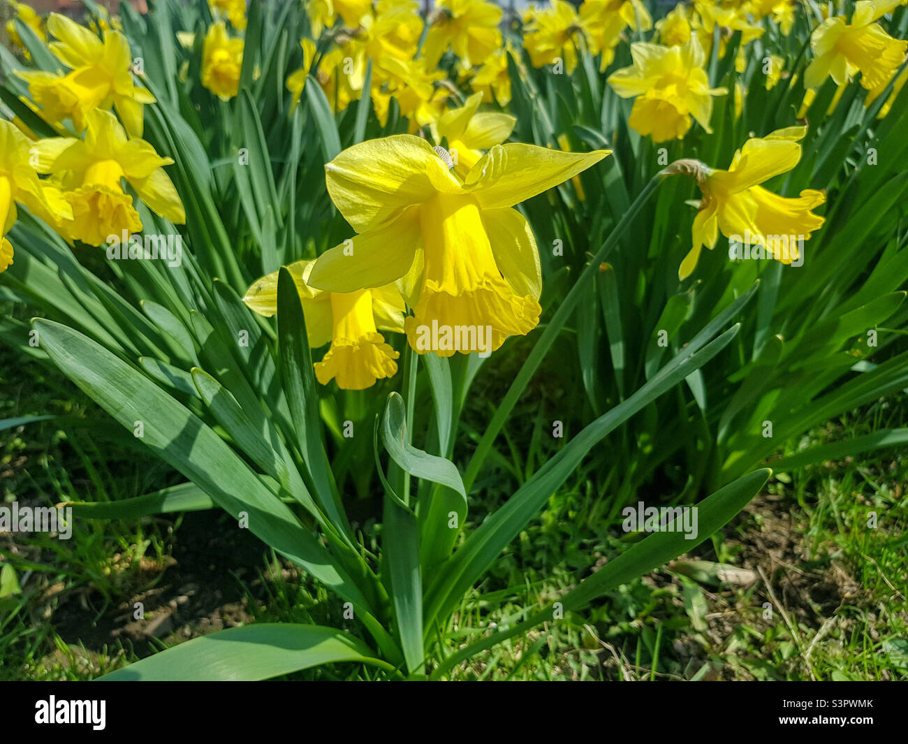 I fiori gialli di Narcissus assoanus Dufour fioriscono nel giardino.  Narcissus assoanus Dufour primo piano Foto stock - Alamy