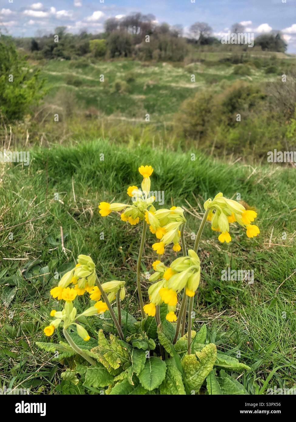 Fiori di cowslip (Primula Veris) Winchester, Hampshire Regno Unito Foto Stock