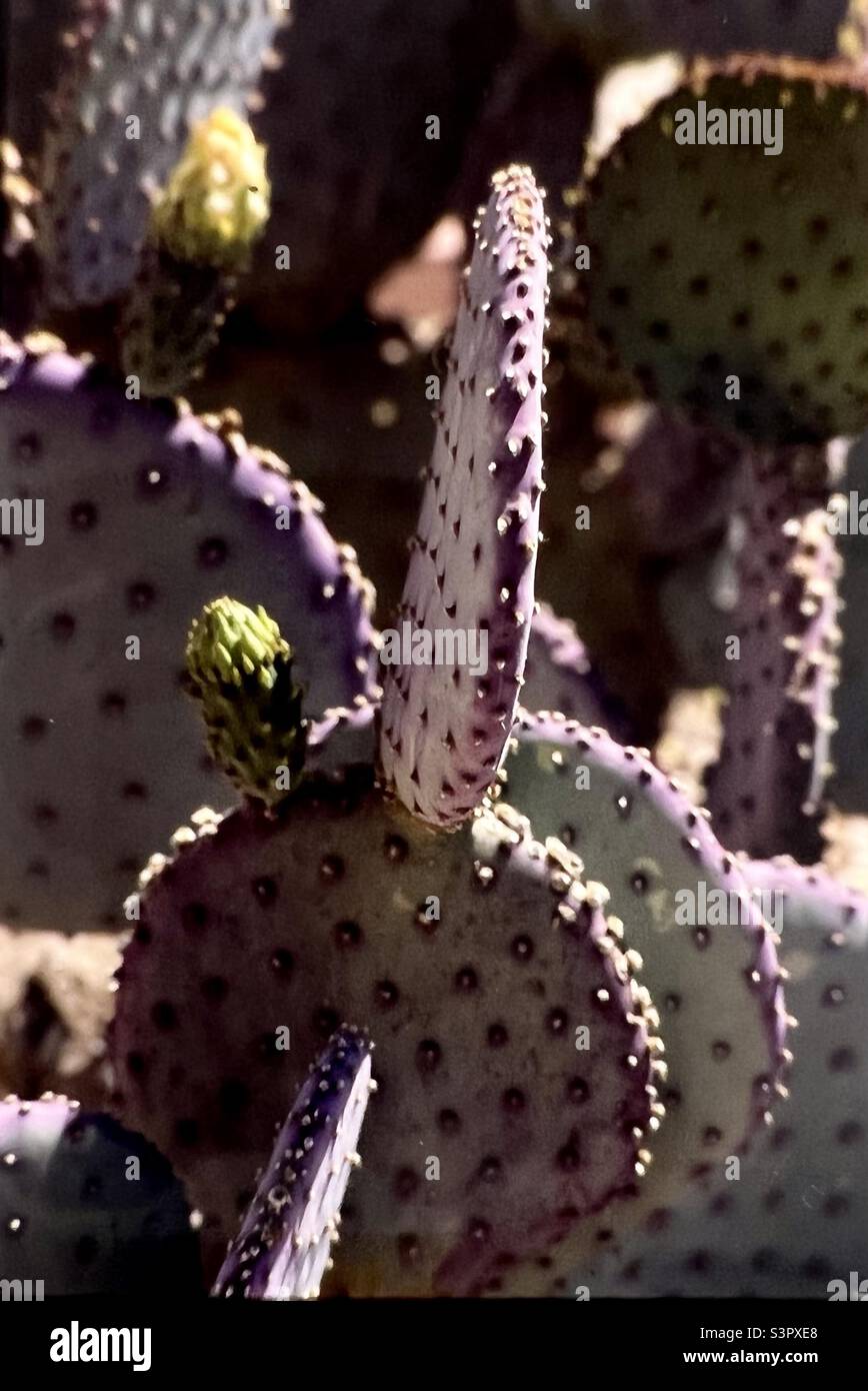 Porpora Prickly Cactus Opuntia Santa-Rita è un cespuglio succulento arbusto a 2 m di altezza e 3 m di larghezza Foto Stock