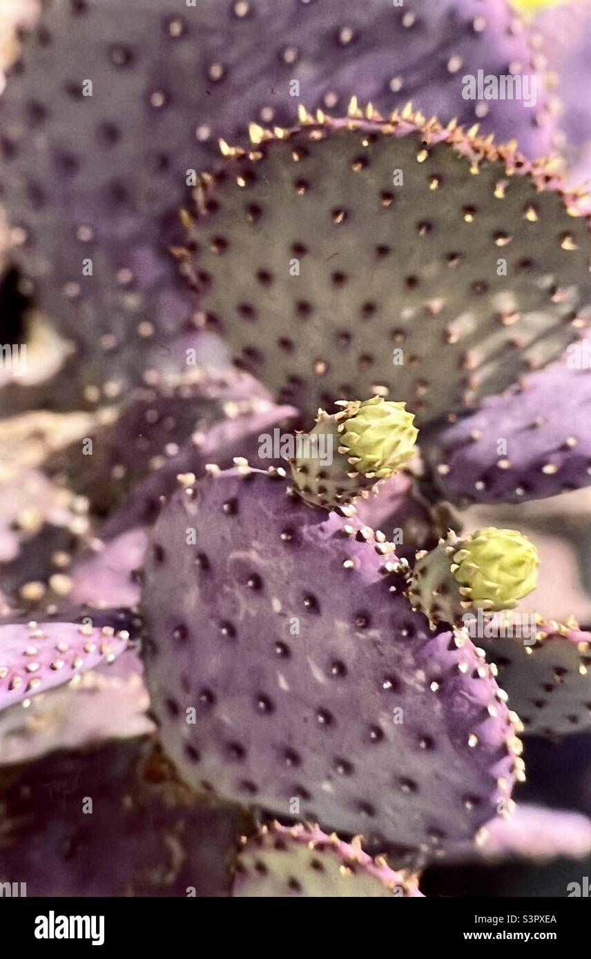 Porpora Prickly Cactus Opuntia Santa-Rita è un cespuglio succulento arbusto a 2 m di altezza e 3 m di larghezza Foto Stock