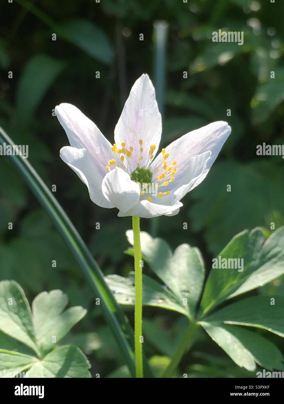 Fiore, bianco, chiaro, verde, gioia, bellezza, pace, natura, anima, giardino Foto Stock