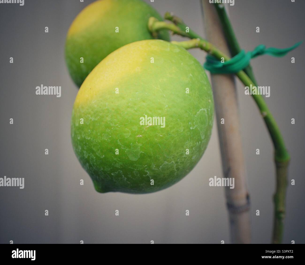 Nuovi limoni - Immagine stock catturata con smartphone