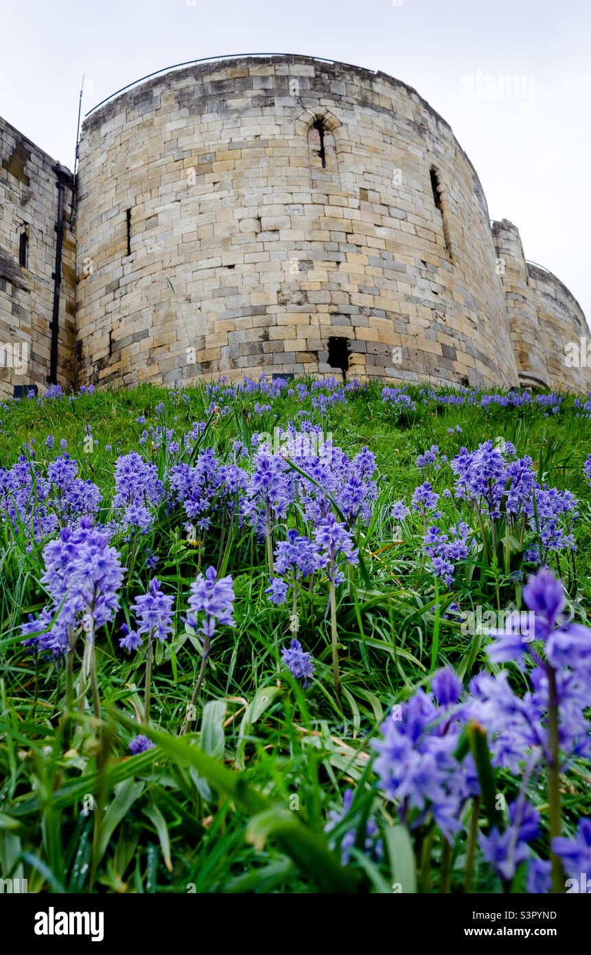 Cliffords Tower. Sito patrimonio inglese a York. Storia della conquista normanna. Foto Stock