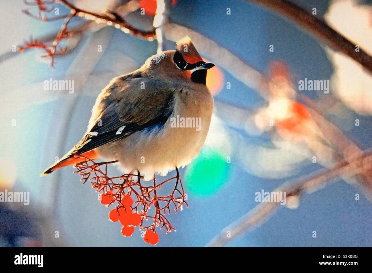 waxwing bohemian, Uccelli del Nord America, inverno selvaggio di vita, cenere di montagna, bacche Foto Stock