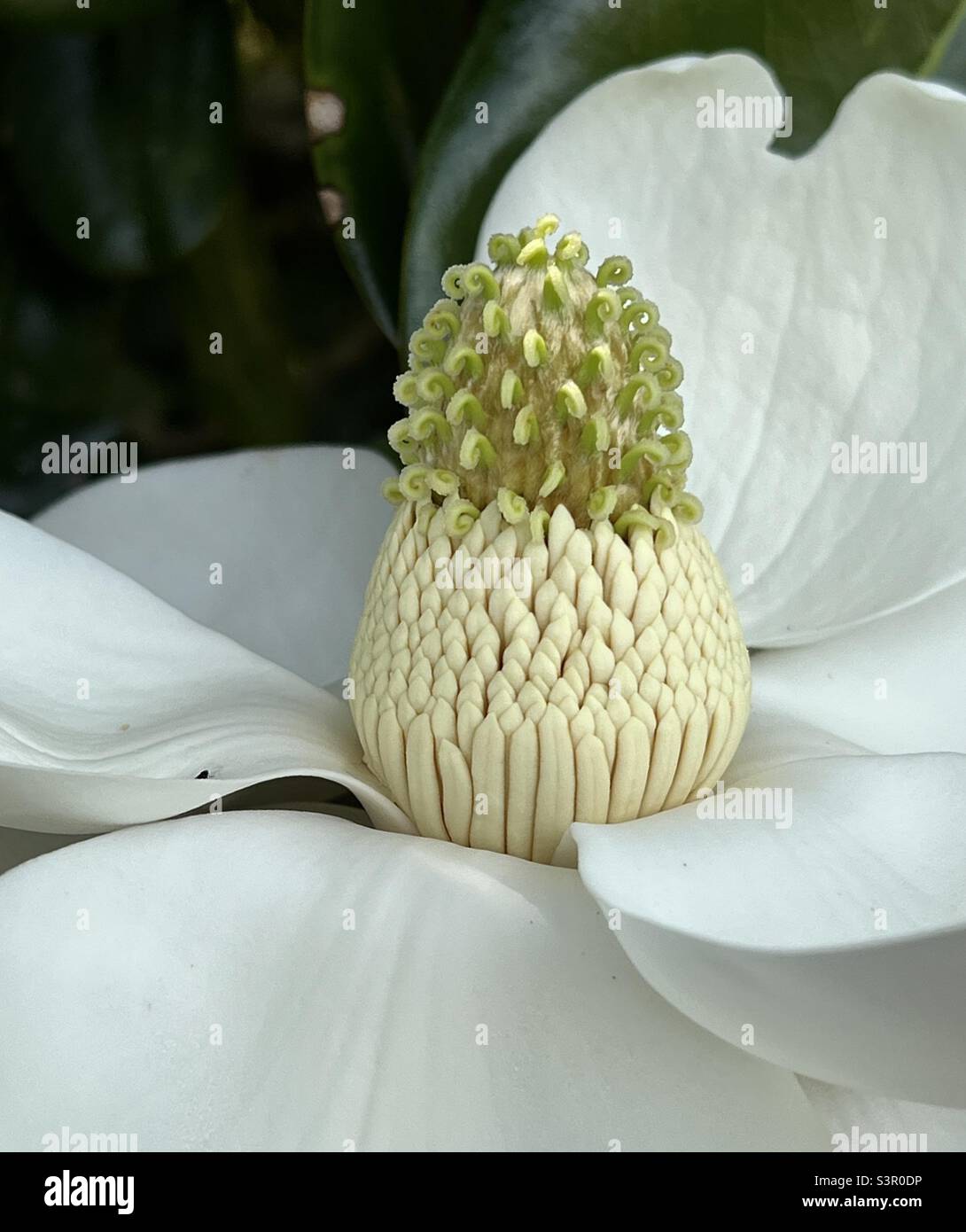 Dettagli centrali di un fiore bianco magnolia Foto Stock