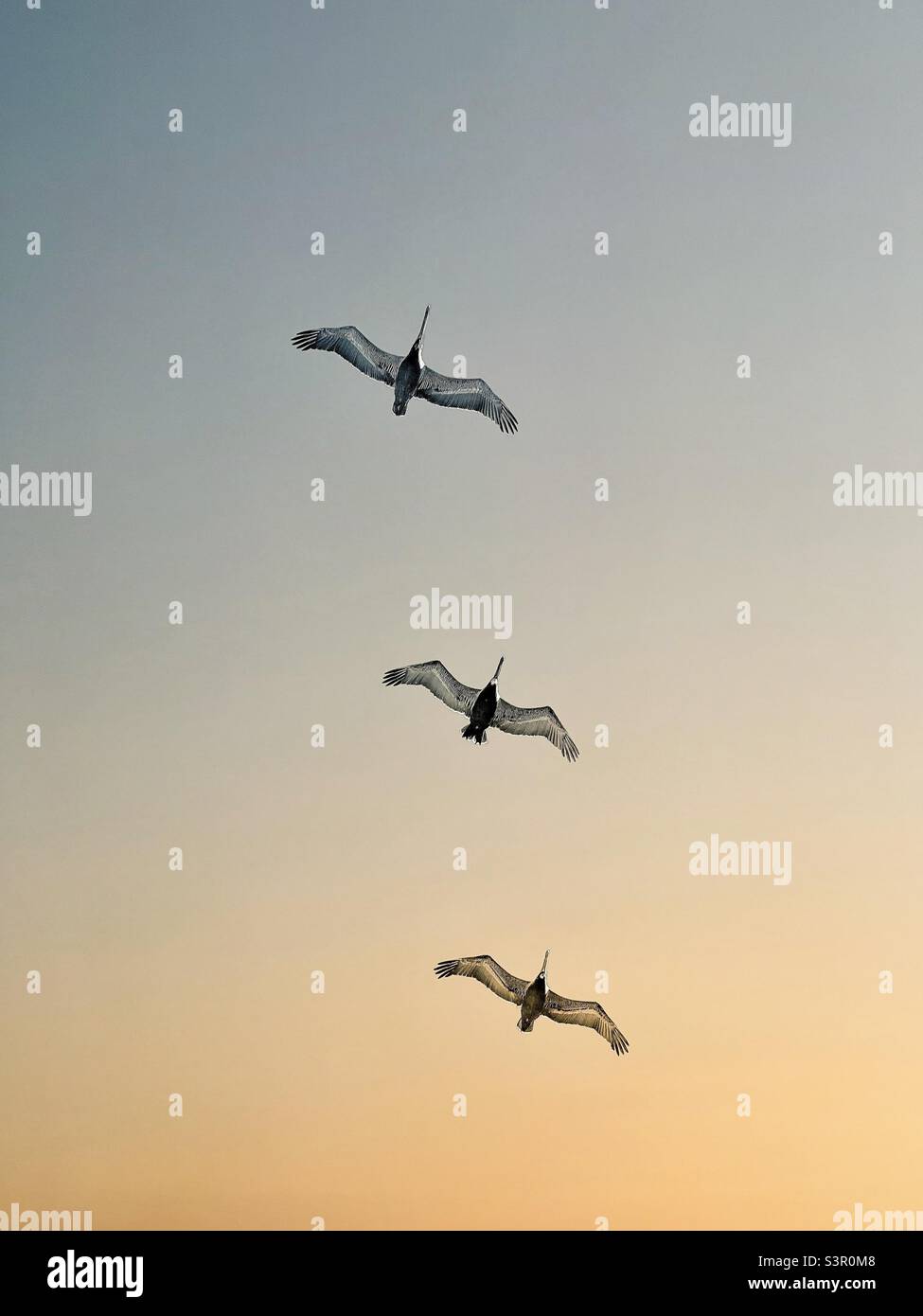 Tre pellicani in volo al tramonto - Immagine stock catturata con smartphone