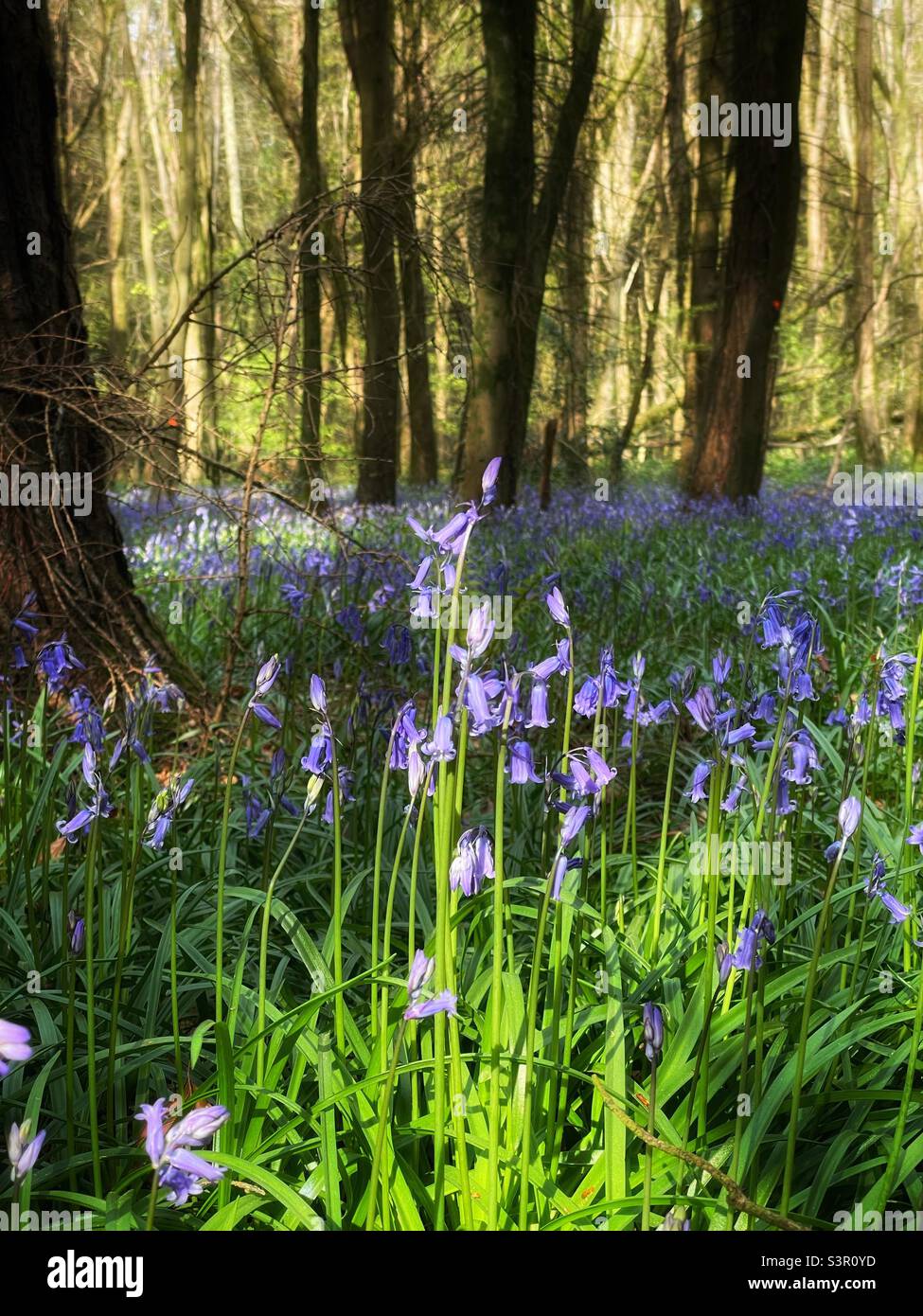 Bluebells soleggiato (Hyacinthoides non-scripta), in un bosco gallese, aprile, primavera. Foto Stock