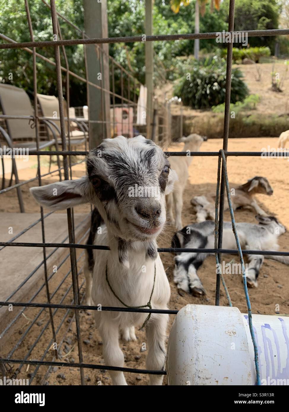 Capra del bambino - Immagine stock catturata con smartphone